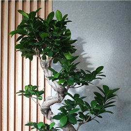 Bonsai Ficus Moyogi | Duży