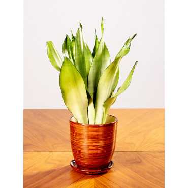 Sansewieria 'Moonshine' | Mała