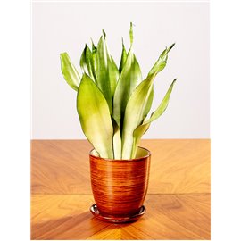 Sansewieria 'Moonshine' | Mała