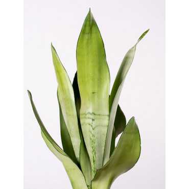 Sansewieria 'Moonshine'