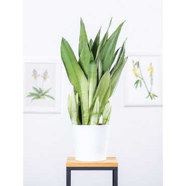 Sansewieria 'Moonshine'