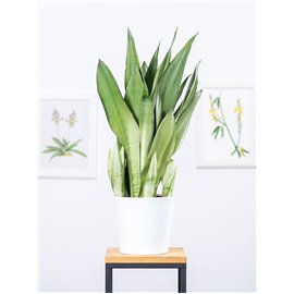 Sansewieria 'Moonshine'