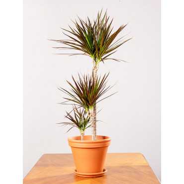 Dracena 'Magenta' | Duża