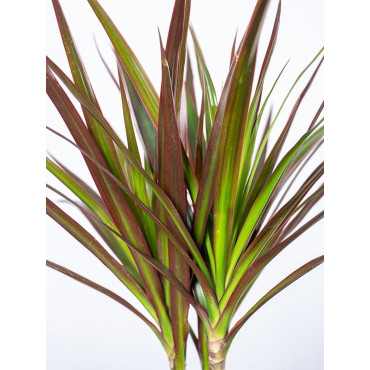 Dracena 'Magenta'