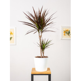 Dracena 'Magenta'
