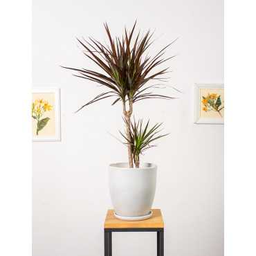 Dracena 'Magenta'