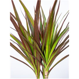 Dracena 'Magenta' | Duża