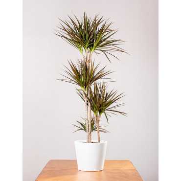 Dracena 'Magenta' | Duża Dracena 'Magenta' | Duża