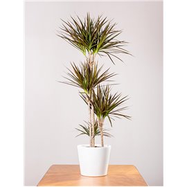 Dracena 'Magenta' | Duża