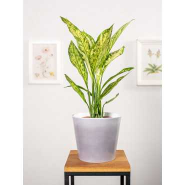 Difenbachia 'Vesuvius'