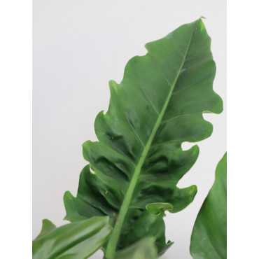 Filodendron 'Narrow Escape'