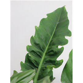 Filodendron 'Narrow Escape'