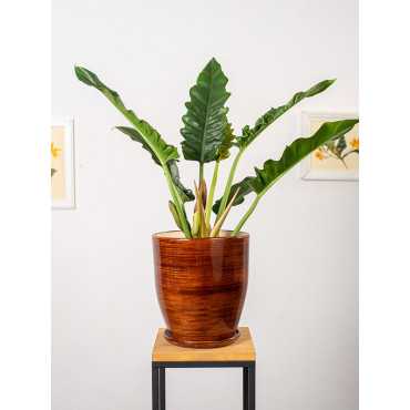 Filodendron 'Narrow Escape'