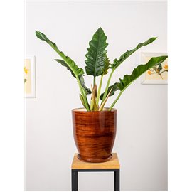 Filodendron 'Narrow Escape'