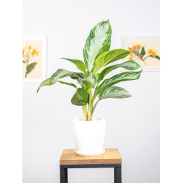 Aglaonema 'Silver Bay' | Mała