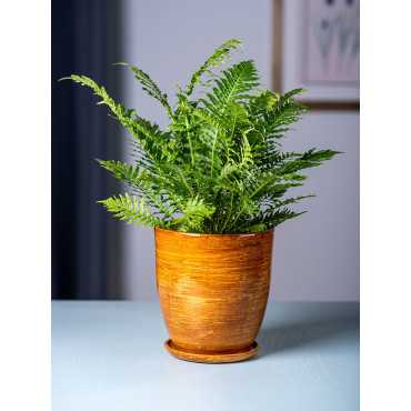 Paproć 'Silver Lady'