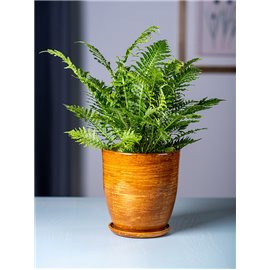 Paproć 'Silver Lady'