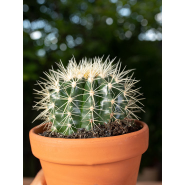 Kaktus - Fotel Teściowej | Mały