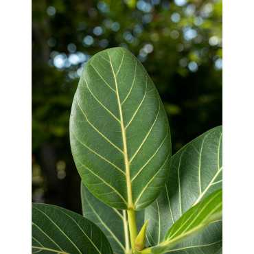 Fikus 'Audrey' | Duży