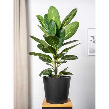 Fikus 'Audrey' | Duży