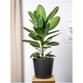 Fikus 'Audrey' | Duży