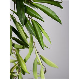 Hoja wayetti | Mała