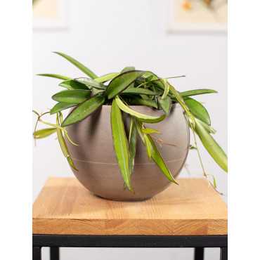 Hoja wayetti | Mała