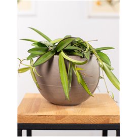 Hoja wayetti | Mała