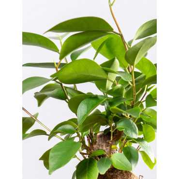 Bonsai Ficus Ginseng | Mały