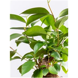 Bonsai Ficus Ginseng | Mały