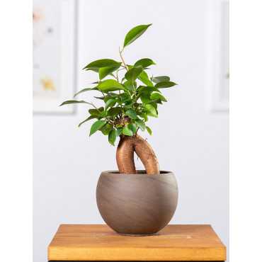 Bonsai Ficus Ginseng | Mały