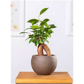 Bonsai Ficus Ginseng | Mały