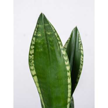 Sansewieria 'Silver Flame'