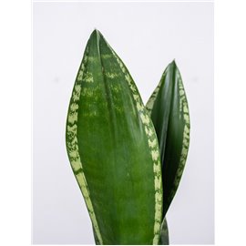 Sansewieria 'Silver Flame'