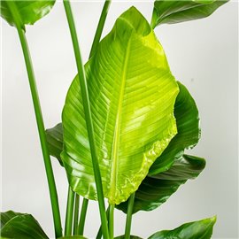 Strelicja biała