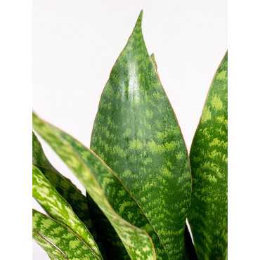 Sansewieria aubrytiana