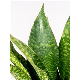 Sansewieria aubrytiana