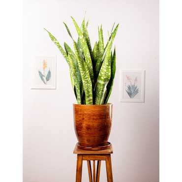 Sansewieria aubrytiana