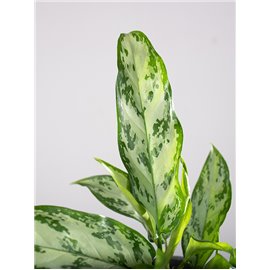 Aglaonema 'Silver Queen' | Mała