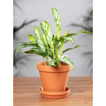 Aglaonema 'Silver Queen' | Mała
