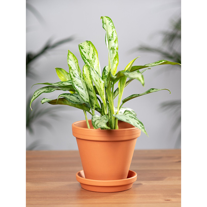 Aglaonema 'Silver Queen' | Mała