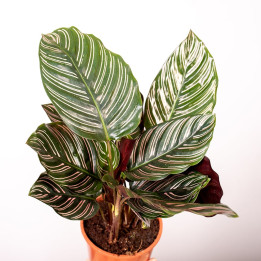 Kalatea 'Sanderiana'