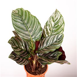 Kalatea 'Sanderiana'