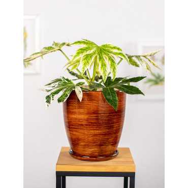 Fatsja japońska 'Spider's Web'