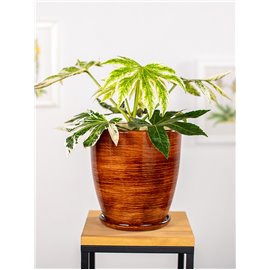 Fatsja japońska 'Spider's Web'