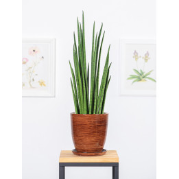 Sansewieria 'Fernwood Mikado'