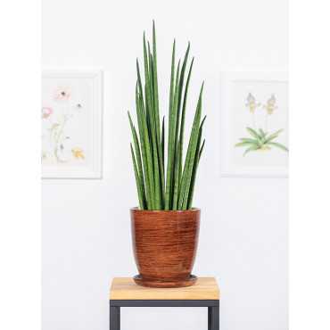 Sansewieria 'Fernwood Mikado'