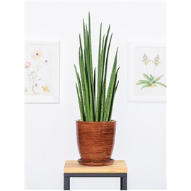 Sansewieria 'Fernwood Mikado'