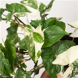 Syngonium 'Variegata'