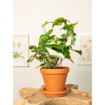 Syngonium 'Variegata'
